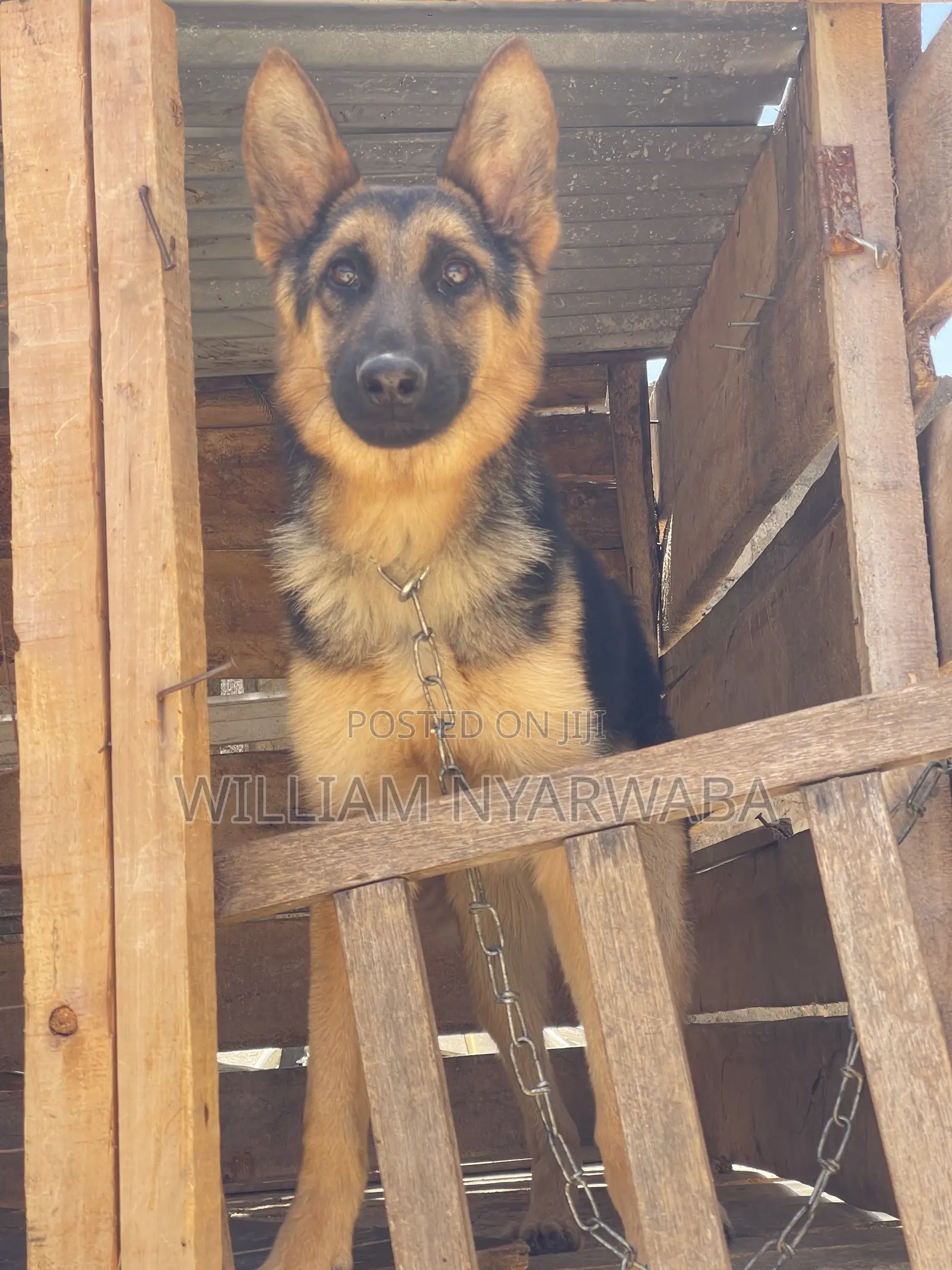 6-12 months Male Purebred German Shepherd