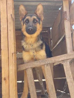 6-12 months Male Purebred German Shepherd