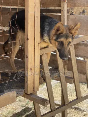 6-12 months Male Purebred German Shepherd
