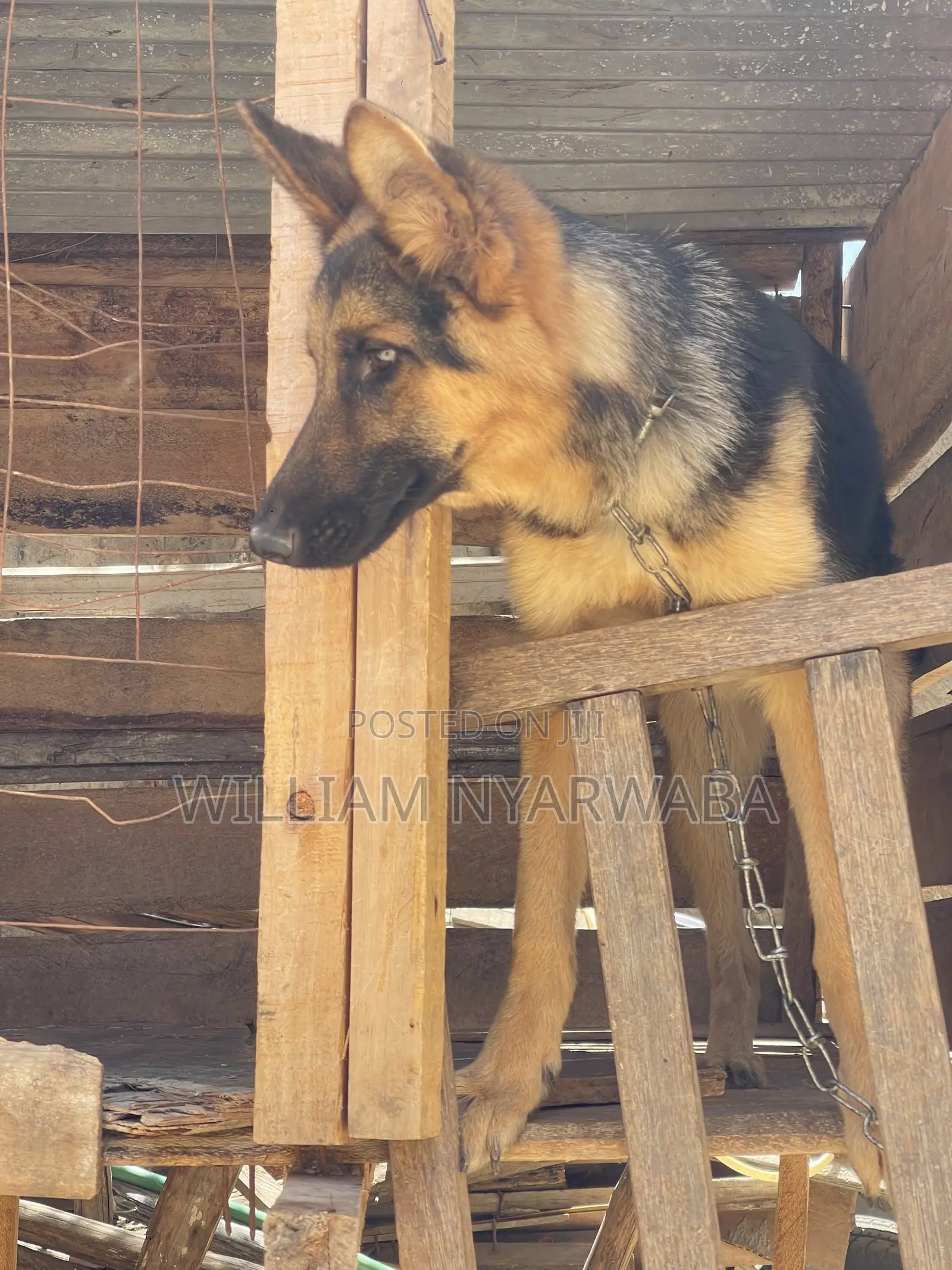 6-12 months Male Purebred German Shepherd