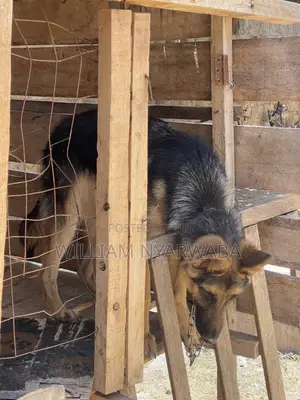 6-12 months Male Purebred German Shepherd