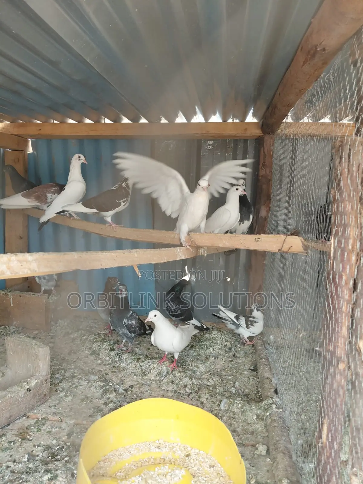 Pigeon/Dove