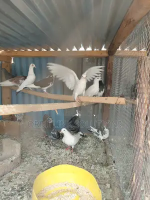 Pigeon/Dove