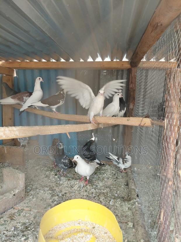 Pigeon/Dove