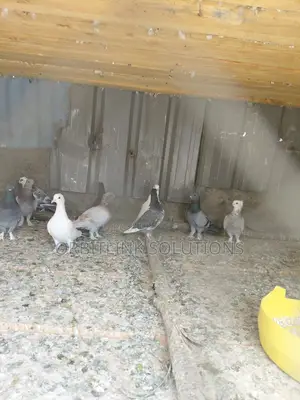 Pigeon/Dove