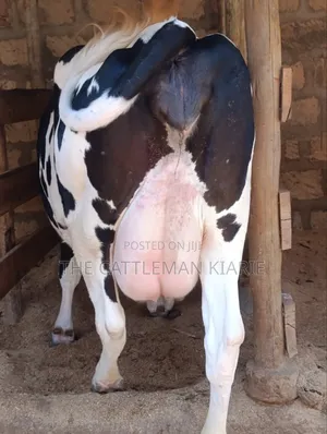 Githunguri Cows for Sale