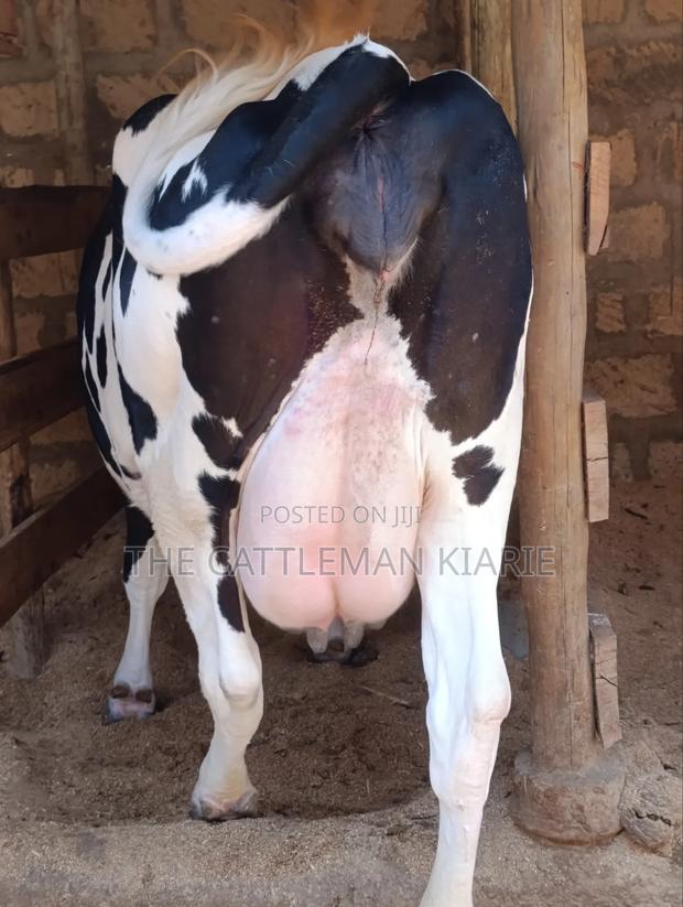 Githunguri Cows for Sale