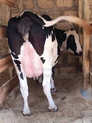 Githunguri Cows for Sale