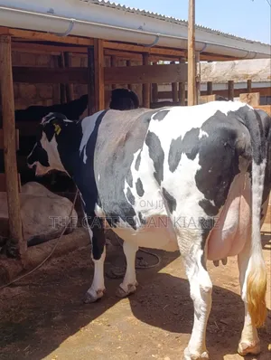 Githunguri Cows for Sale