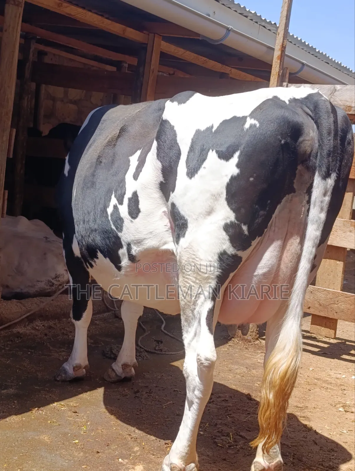Githunguri Cows for Sale