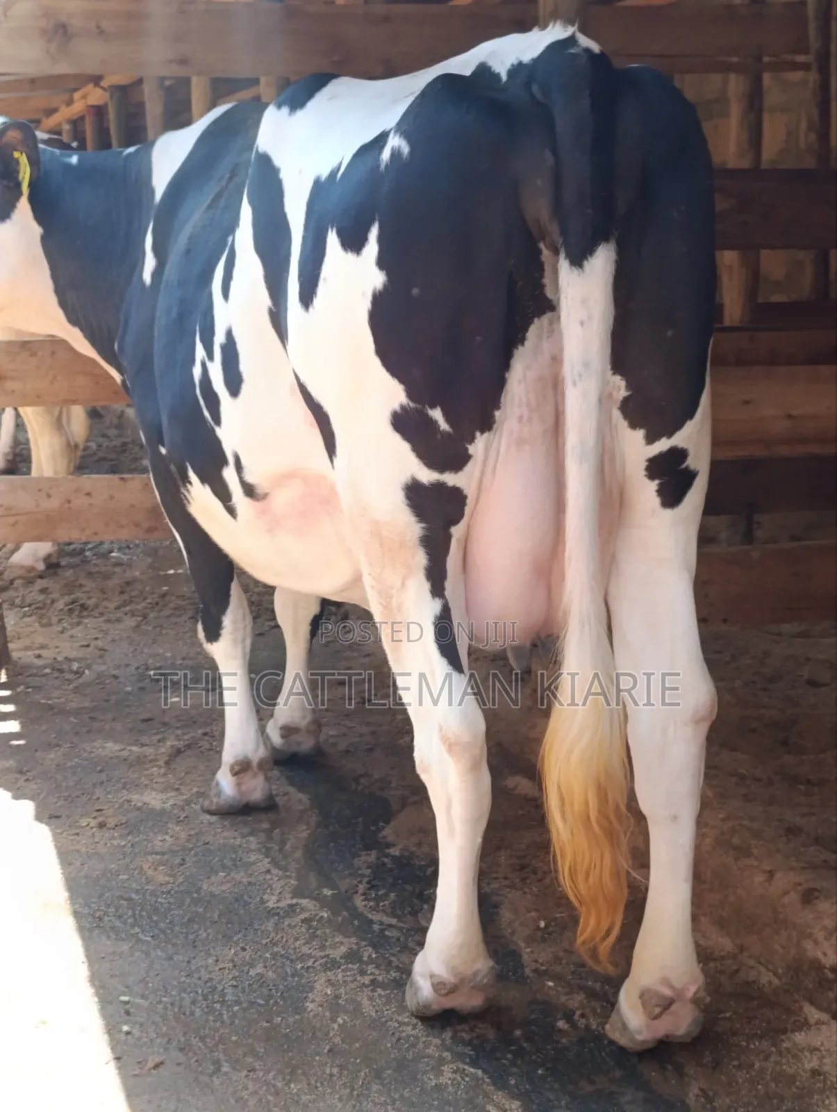Githunguri Cows for Sale