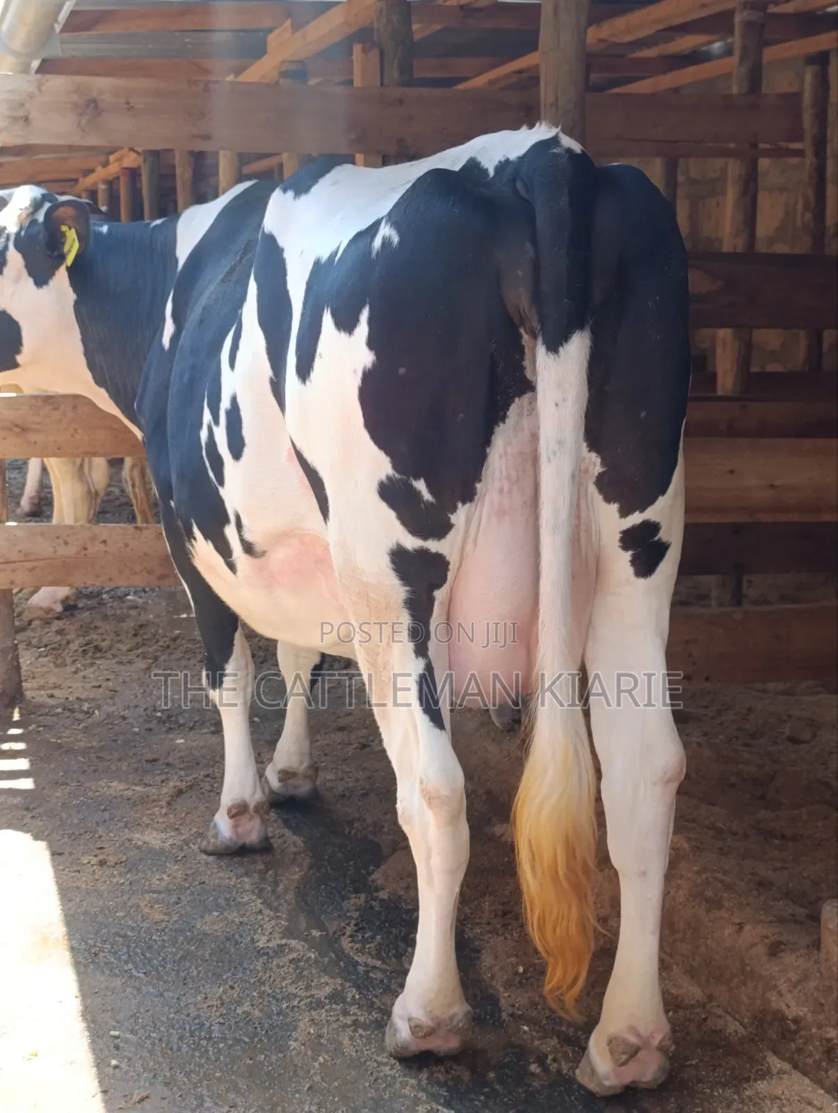 Githunguri Cows for Sale