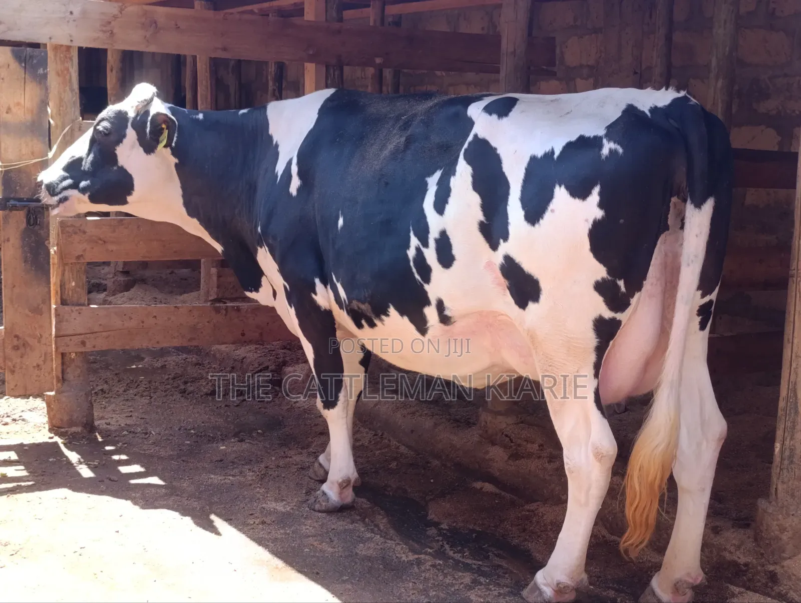 Githunguri Cows for Sale