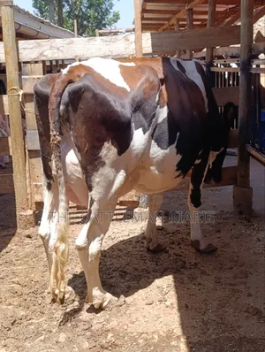 Friesian and Her She Calf