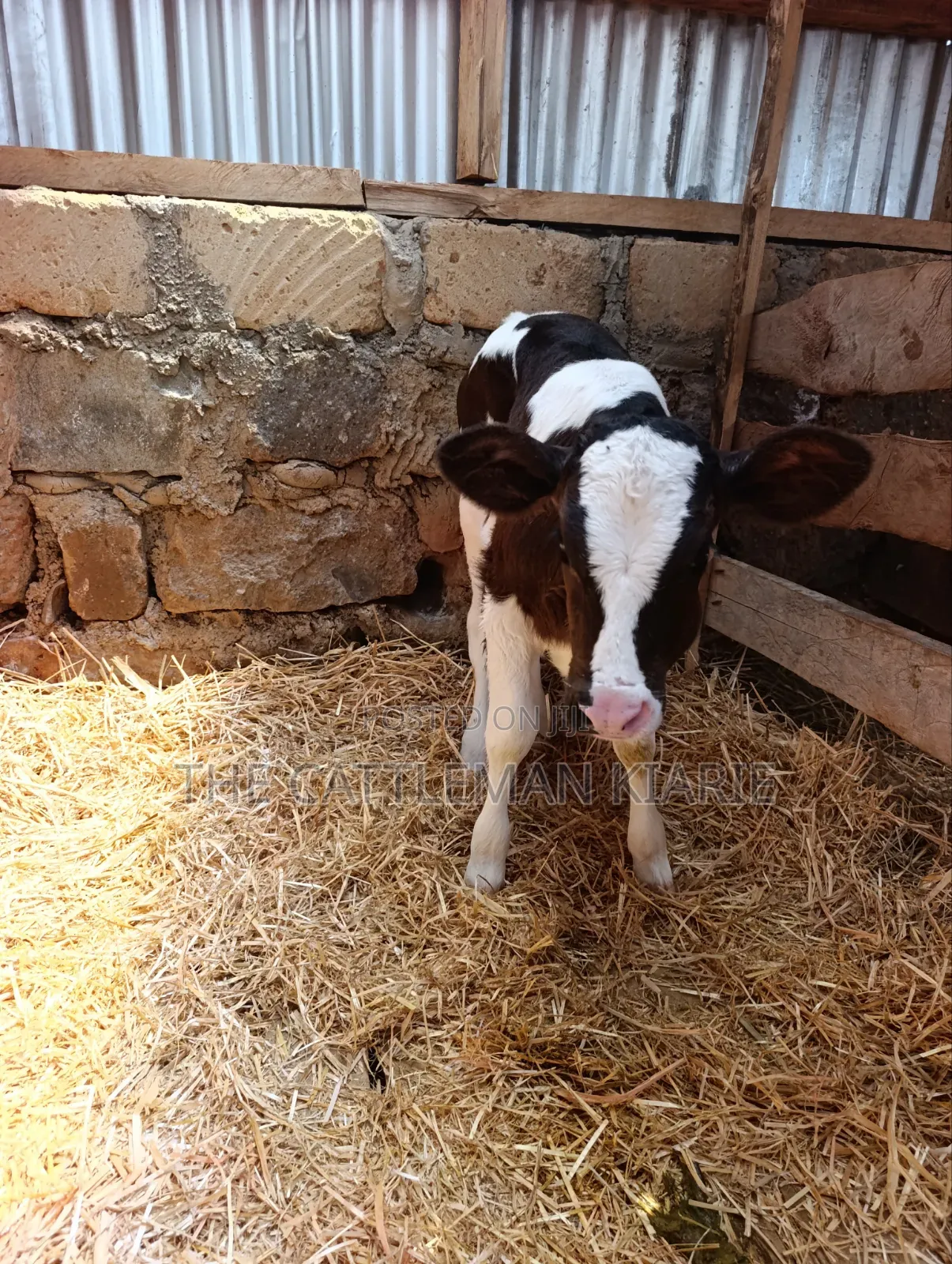 Friesian and Her She Calf