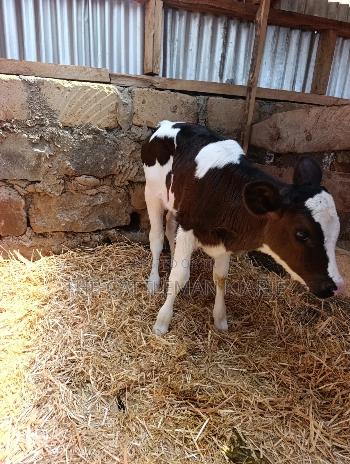 Friesian and Her She Calf
