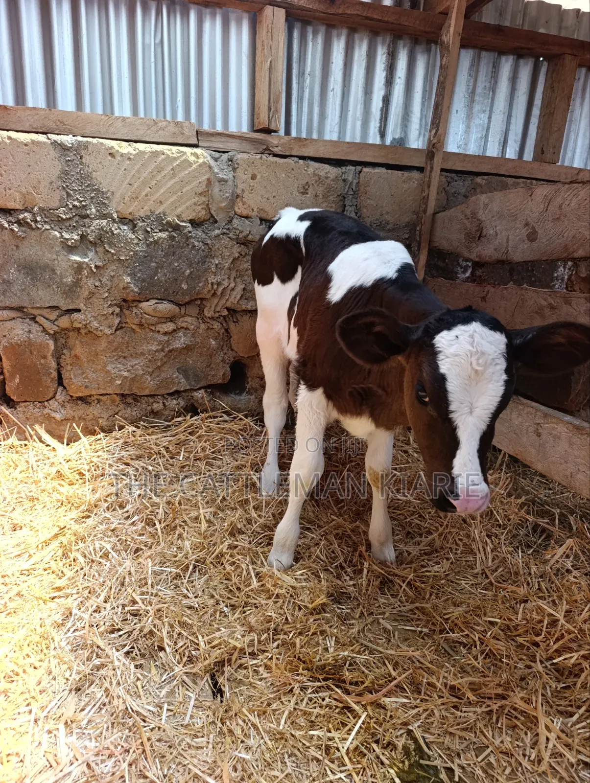Friesian and Her She Calf