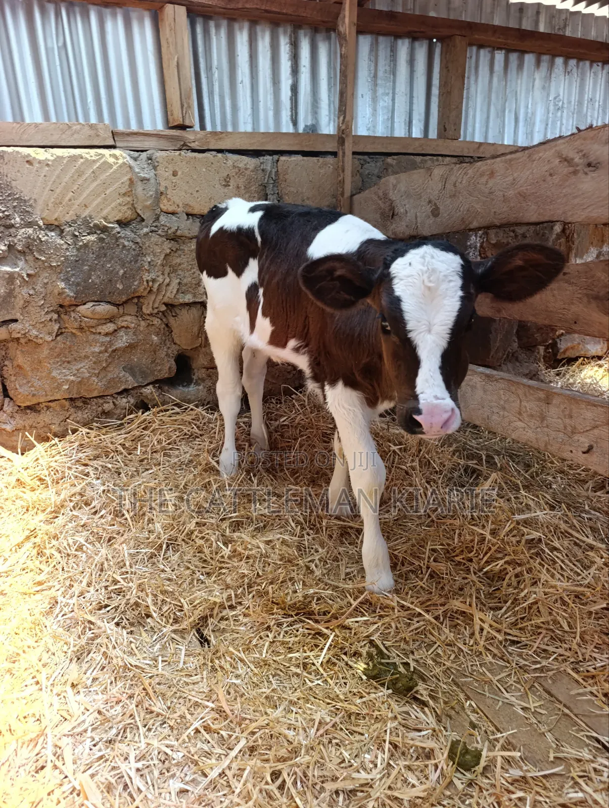 Friesian and Her She Calf