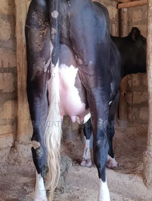 Friesian Pedigree Cow