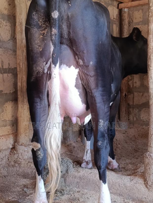 Friesian Pedigree Cow