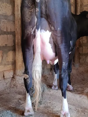 Friesian Pedigree Cow