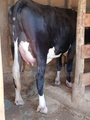 Friesian Pedigree Cow