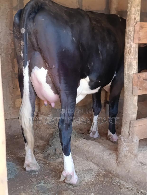 Friesian Pedigree Cow - thumbnail 3