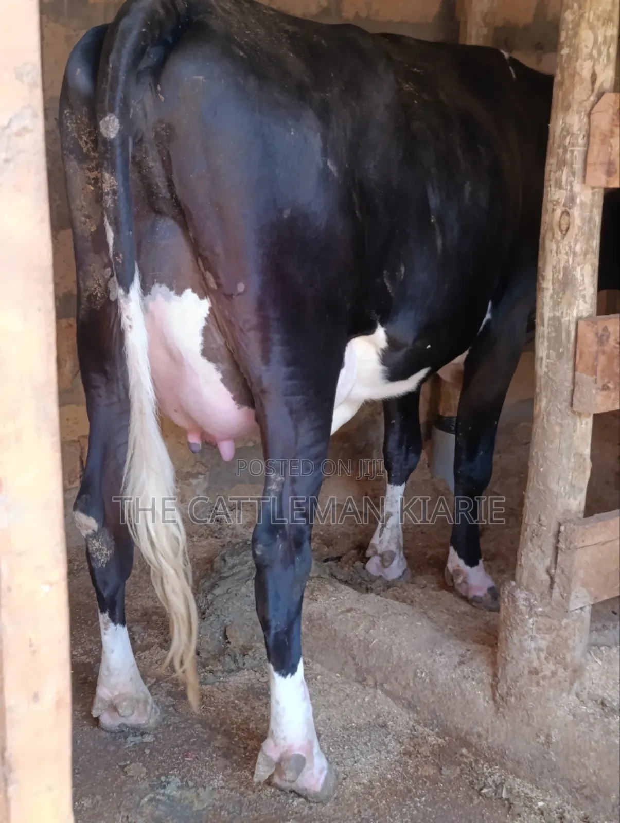 Friesian Pedigree Cow