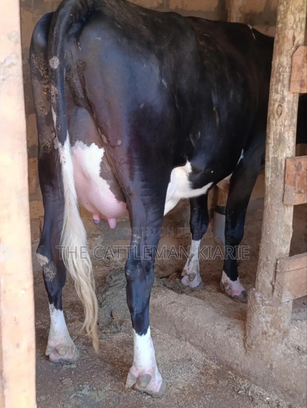 Friesian Pedigree Cow - thumbnail 4