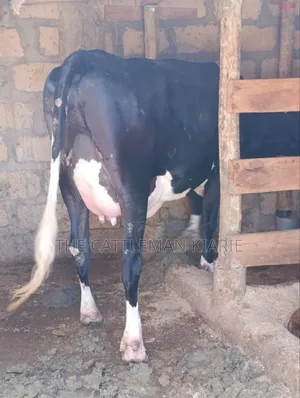 Friesian Pedigree Cow