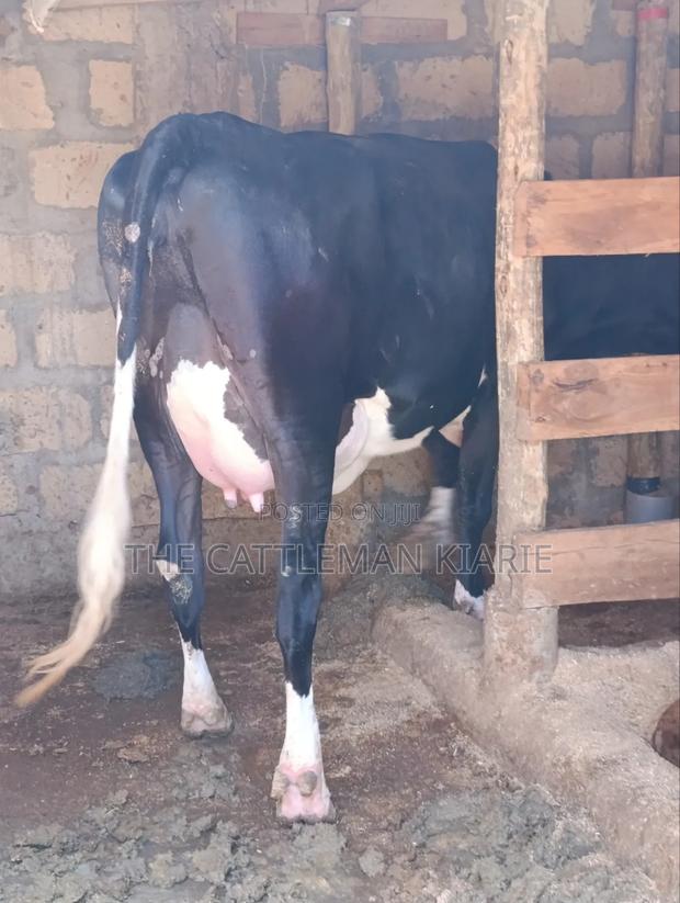Friesian Pedigree Cow - thumbnail 5