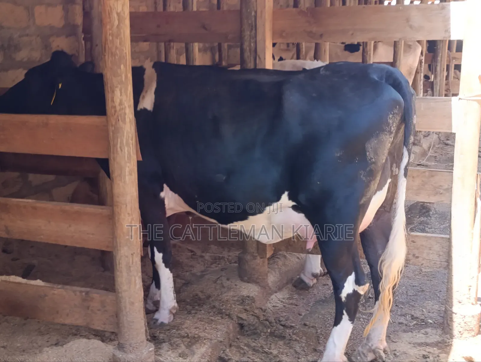 Friesian Pedigree Cow