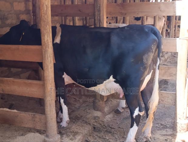 Friesian Pedigree Cow - thumbnail 6