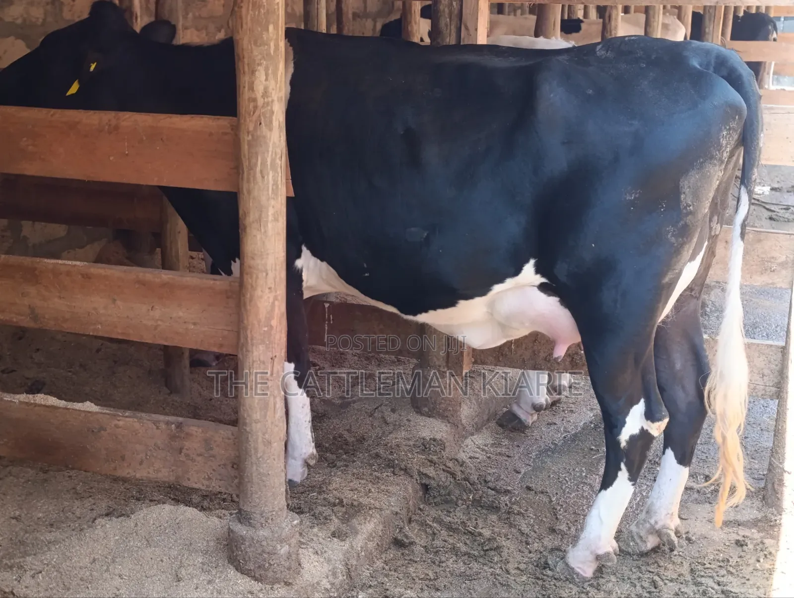 Friesian Pedigree Cow