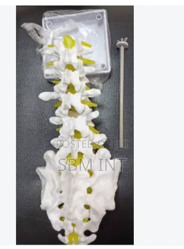 Spine Model