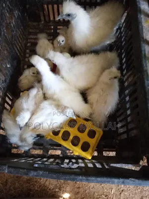 Silkie Chicks