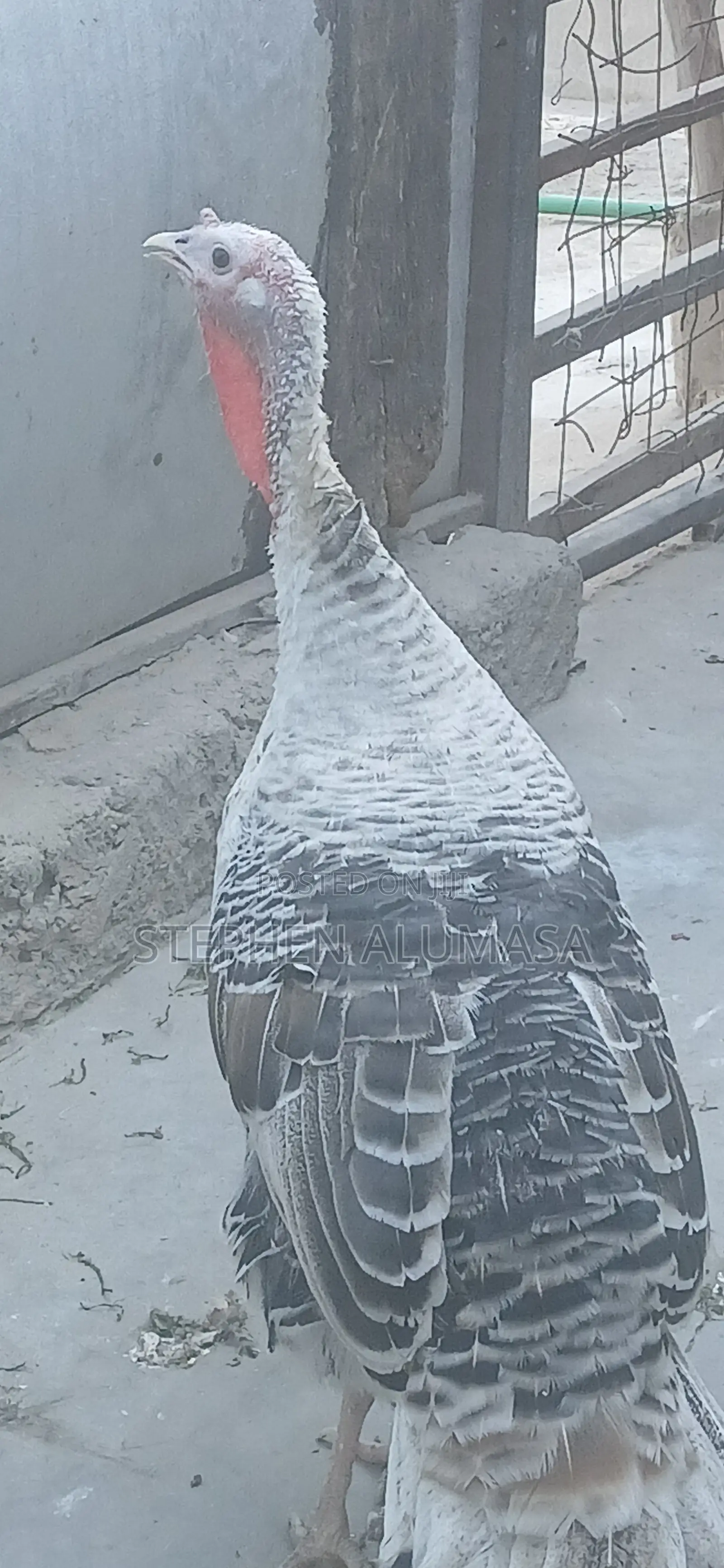 Rare Breed Turkeys for Sale