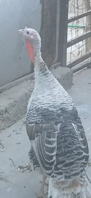 Rare Breed Turkeys for Sale