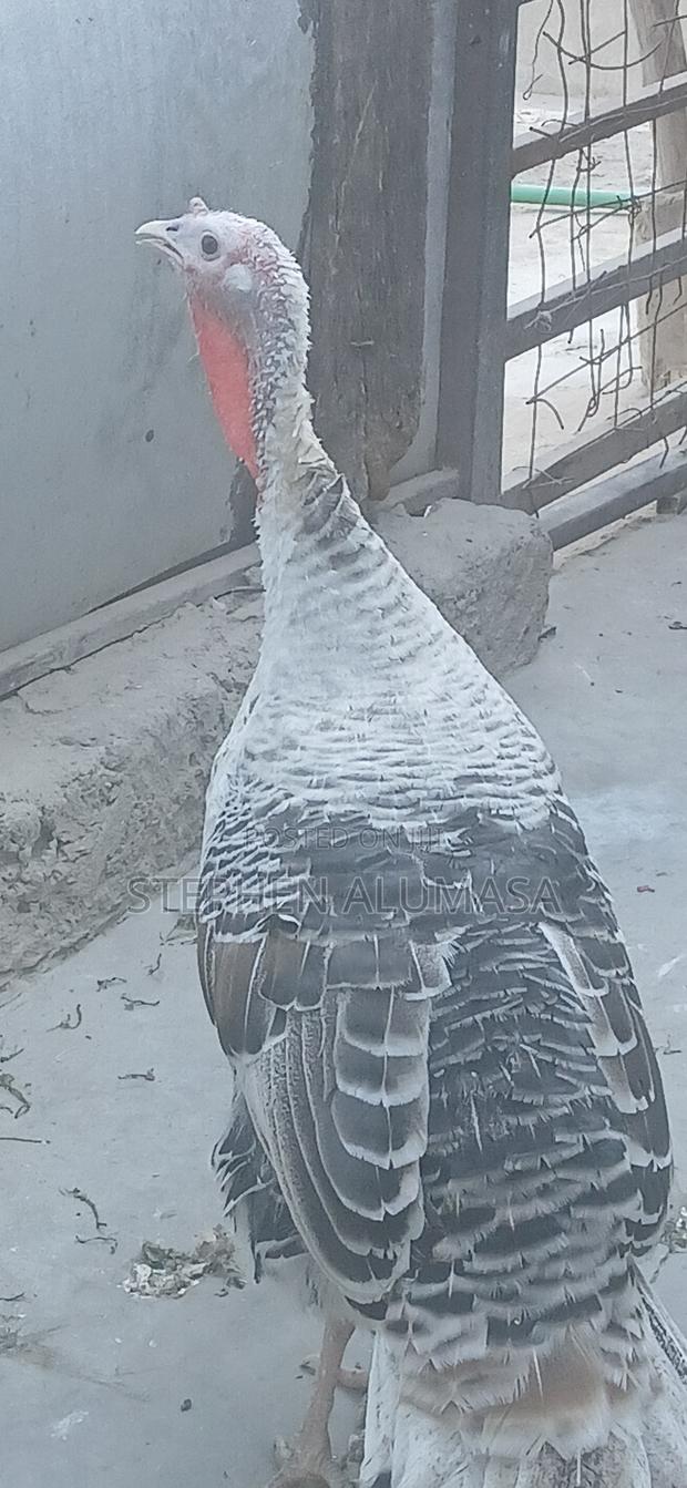 Rare Breed Turkeys for Sale
