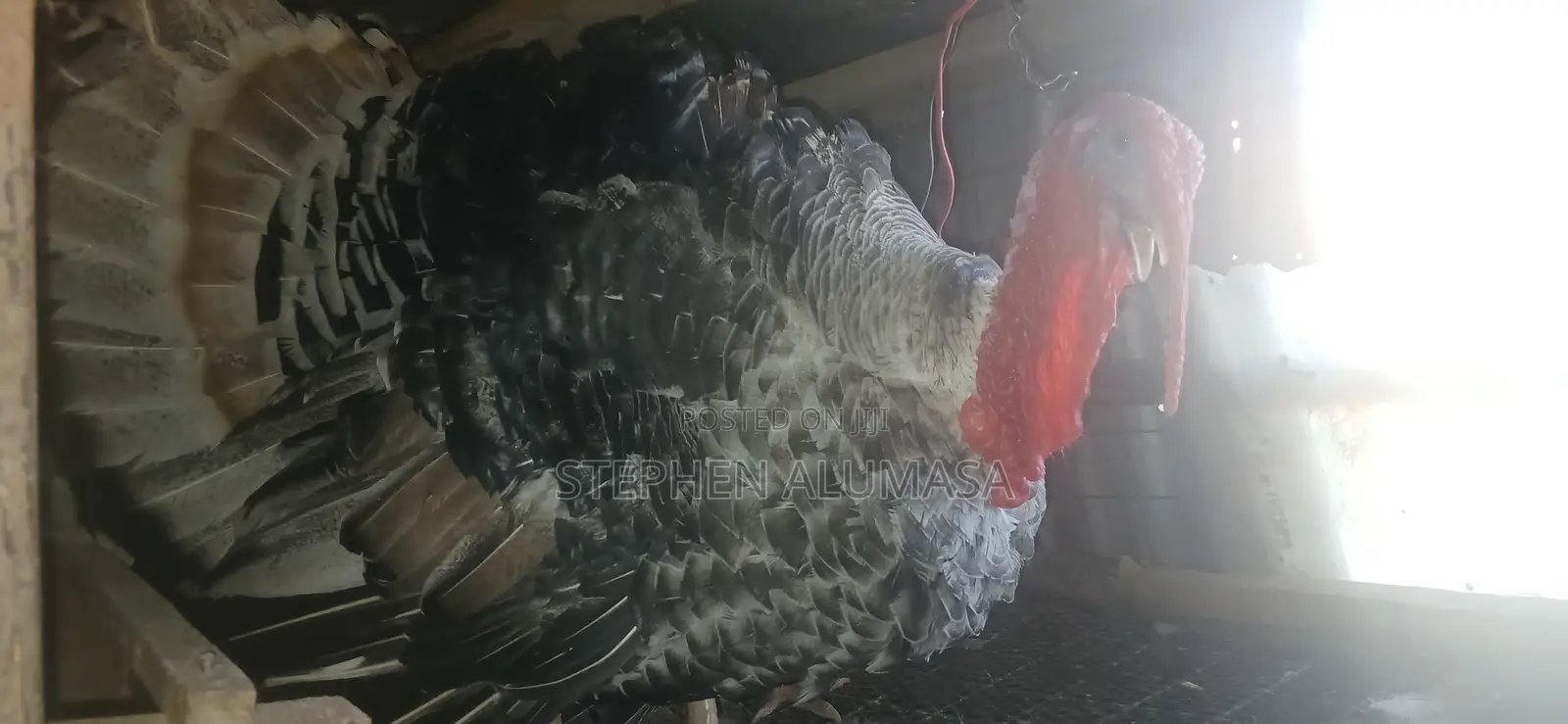 Rare Breed Turkeys for Sale