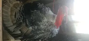 Rare Breed Turkeys for Sale