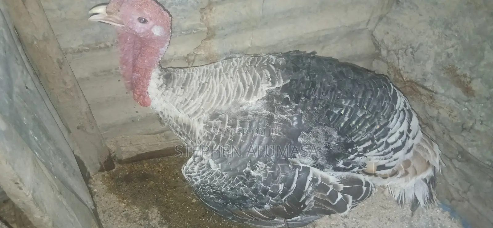 Rare Breed Turkeys for Sale