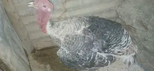 Rare Breed Turkeys for Sale