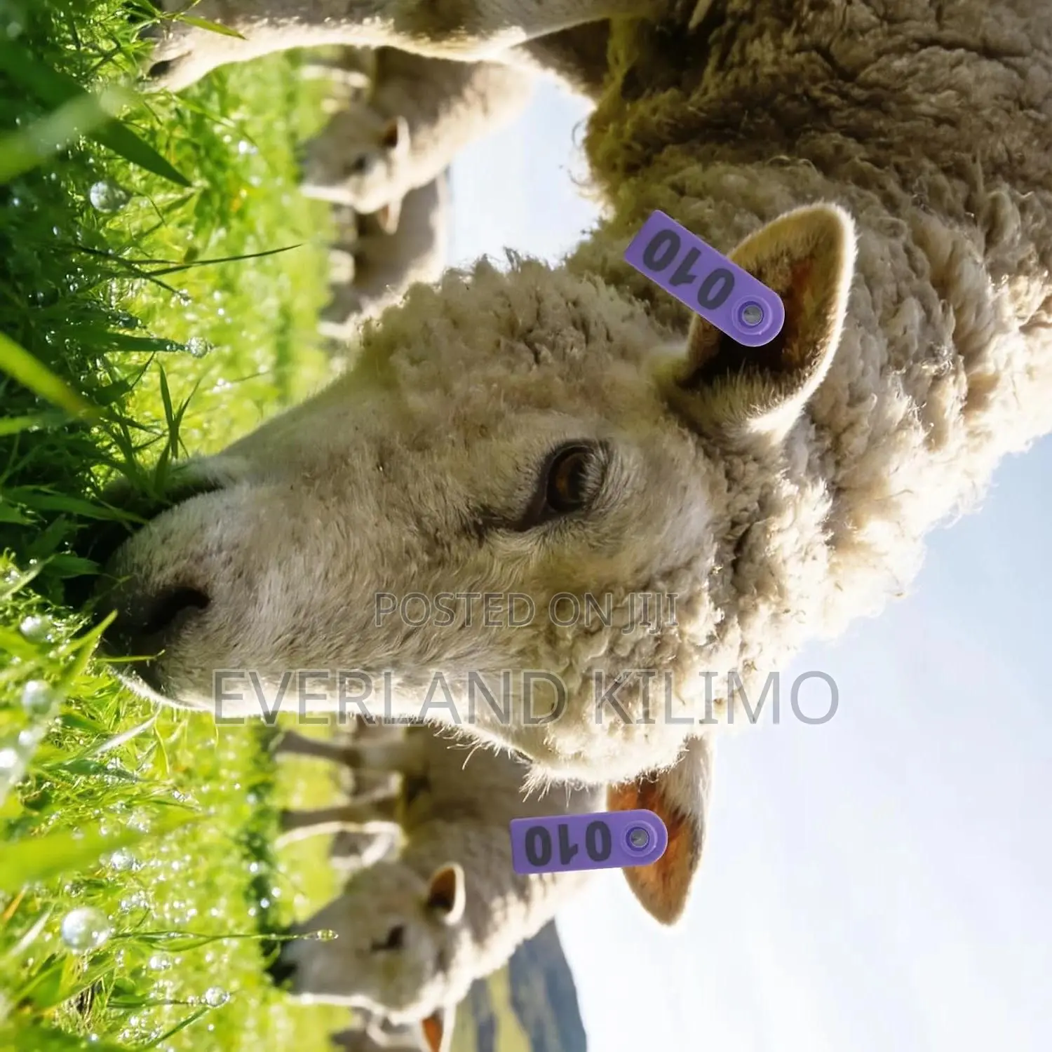Goat Record Numbered Slim Ear Tags