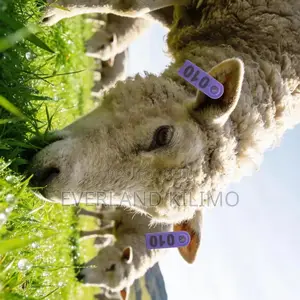 Goat Record Numbered Slim Ear Tags