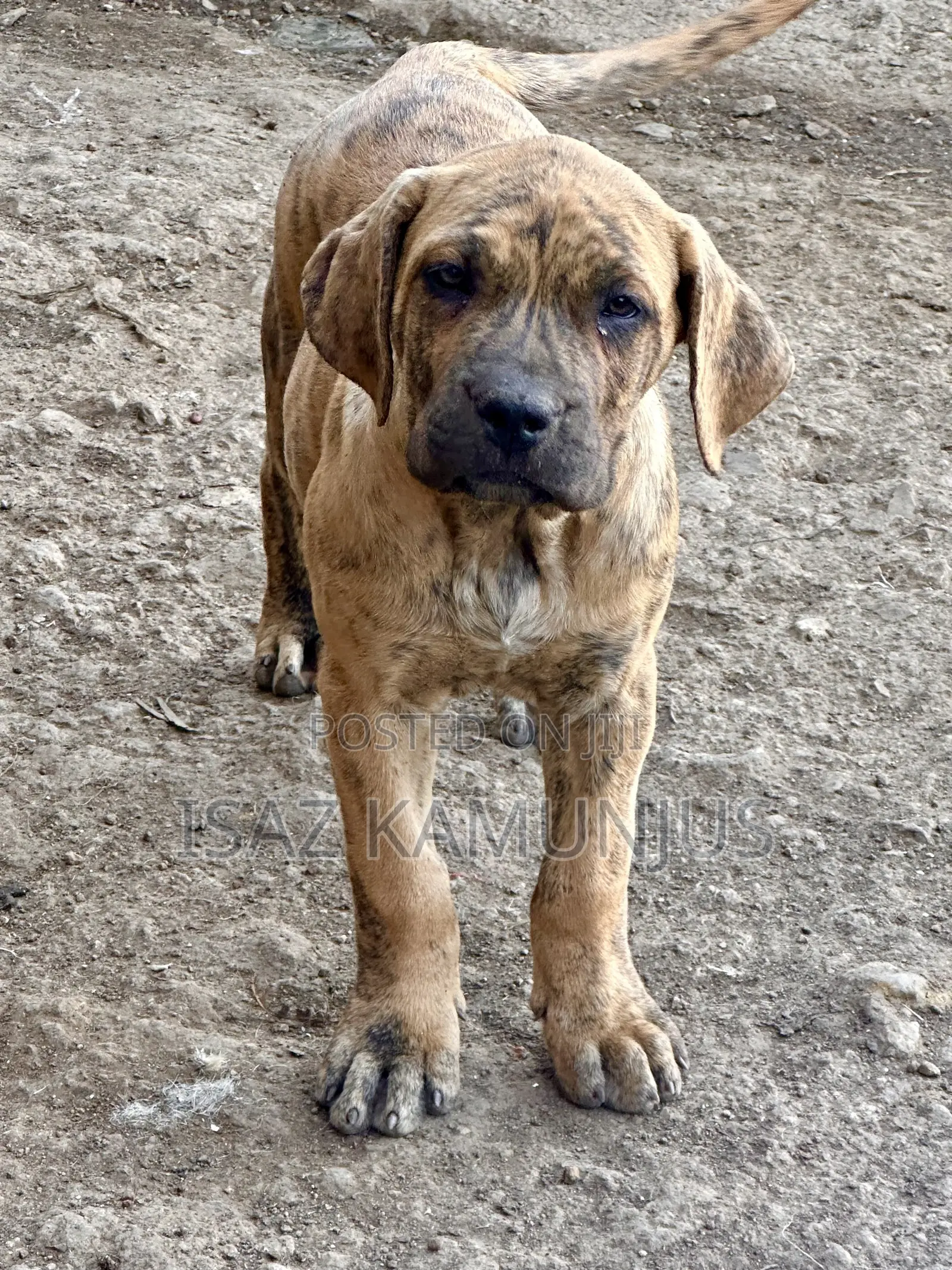 1-3 months Male Purebred Boerboel