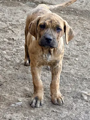 1-3 months Male Purebred Boerboel
