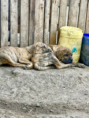 1-3 months Male Purebred Boerboel