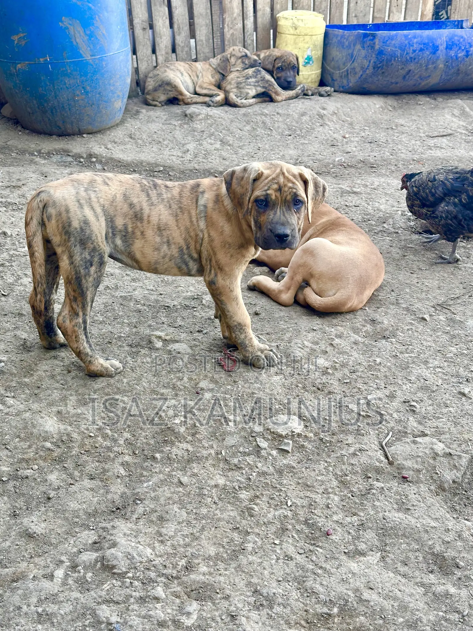 1-3 months Male Purebred Boerboel