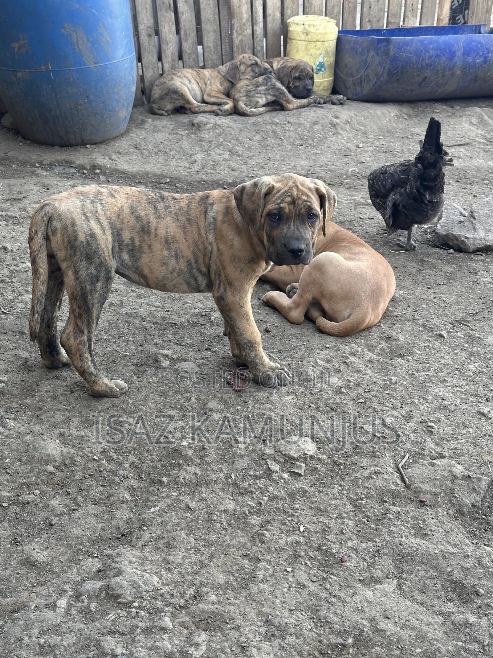 1-3 months Male Purebred Boerboel
